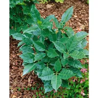 Pflanzen Für Dich Aucuba japonica 'Rozannie', Japanische Aukube, immergrün,