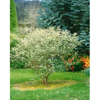 Pflanzen Für Dich Aronia arbutifolia, Rote Apfelbeere, 60–100 cm,
