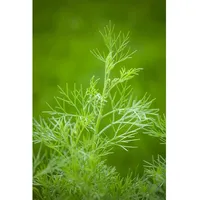 Pflanzen Für Dich Artemisia abrotanum maritima Eberraute, ca. 11x11