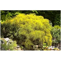 Pflanzen Für Dich Genista pilosa 'Vancouver Gold', Ginster, leuchtend