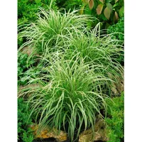 Pflanzen Für Dich Carex morrowii 'Silver Sceptre', Japan-Segge, grün-weiß,