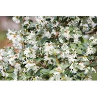 Pflanzen Für Dich Osmanthus burkwoodii, Duftblüte, immergrün, 40–60 cm