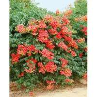 Pflanzen Für Dich Campsis radicans 'Grandiflora', Trompetenblume, orange, 60–100