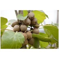 Pflanzen Für Dich Actinidia chinensis 'Jenny', Kiwi, selbstfruchtend, 100–150