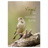 Calvendo Vögel im heimischen Garten (Wandkalender 2026 DIN A2