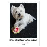 Calvendo West Highland White Terrier - Herzensbrecher auf vier