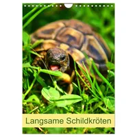 Calvendo Langsame Schildkröten (Wandkalender 2026 DIN A4 hoch), CALVENDO