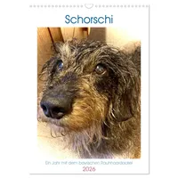 Calvendo Schorschi – Ein Jahr mit dem bayrischen Rauhhaardackel