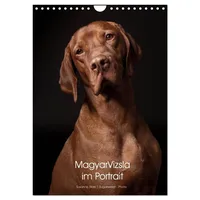 Calvendo Magyar Vizsla im Portrait (Wandkalender 2026 DIN A4