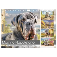 Calvendo Mastino Napoletano. Die gelassenen Molosser mit antiken Vorfahren