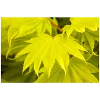Pflanzen Für Dich Acer shirasawanum 'Aureum', Japanischer Ahorn, goldgelb,