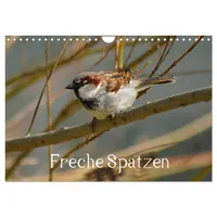 Calvendo Freche Spatzen (Wandkalender 2026 DIN A4 quer), CALVENDO