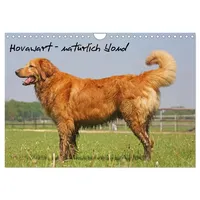 Calvendo Hovawart - natürlich blond (Wandkalender 2026 DIN A4
