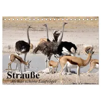 Calvendo Strauße. Afrikas schöne Laufvögel (Tischkalender 2026 DIN A5