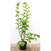 Pflanzen Für Dich Corylus avellana, Haselnuss, 60–100 cm
