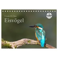 Calvendo Eisvögel (Tischkalender 2026 DIN A5 quer), CALVENDO Monatskalender: