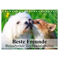 Calvendo Beste Freunde - Bezaubernde Tierfreundschaften (Tischkalender 2026 DIN