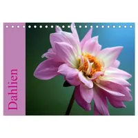 Calvendo Traumhafte Dahlien (Tischkalender 2026 DIN A5 quer), CALVENDO