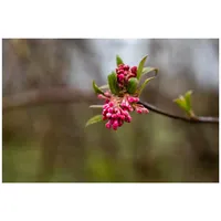 Pflanzen Für Dich Viburnum bodnantense 'Dawn', Duft-Schneeball, rosa Blüten,