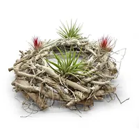 Meinvipshop Gigantischer Dekokranz mit Tillandsien | Gr.: onesize
