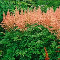 Pflanzen Für Dich Astilbe x arendsii 'Anita Pfeifer' Prachtspiere,