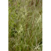 Pflanzen-für-dich.de - Salix rosmarinifolia c 3 40- 60