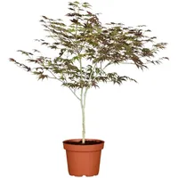 Pflanzen Für Dich Acer palmatum 'Atropurpureum', Japanischer Ahorn, rotlaubig,