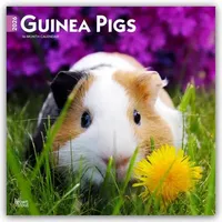 Brown trout-auslieferer flechsig Guinea Pigs - Meerschweinchen 2026 -
