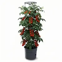 Prosperplast Tomatentopf Ø 34,5 cm Rot