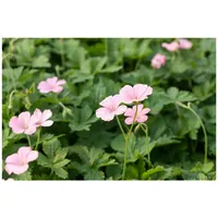 Pflanzen Für Dich Geranium x oxonianum 'Wargrave Pink', Storchschnabel,
