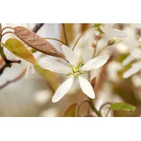 Pflanzen Für Dich Amelanchier lamarckii Kupfer-Felsenbirne 80-100 cm