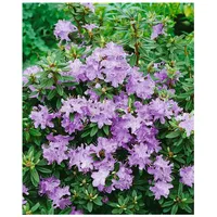 Pflanzen Für Dich Rhododendron impeditum 'Blumiria' Zwerg-Rhododendron lila, ca.