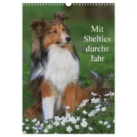 Calvendo Mit Shelties durchs Jahr (Wandkalender 2026 DIN A3