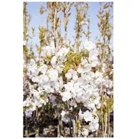 Pflanzen Für Dich Prunus serrulata 'Amanogawa', Japanische Säulenkirsche, rosa,