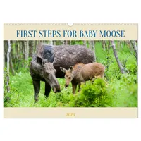 Calvendo FIRST STEPS FOR BABY MOOSE (Wall Calendar 2026