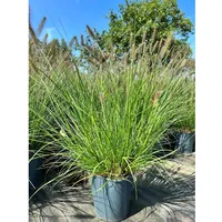 Pflanzen Für Dich Pennisetum alopecuroides 'Hameln', Lampenputzergras, ca. 3-5