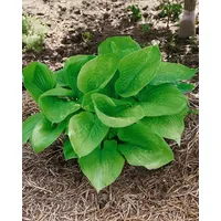 Pflanzen Für Dich Hosta X Cult. Sum And Substance