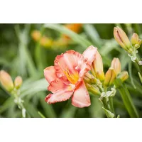 Pflanzen Für Dich Hemerocallis X Cult. Maikönigin Taglilie Ca.