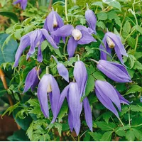 Pflanzen-für-dich.de Clematis alpina Frances Rivis' Alpen-Waldrebe Blau 40–60 cm