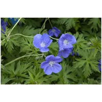 Pflanzen Für Dich Geranium pratense 'Orion', Storchschnabel, ca. 9x9