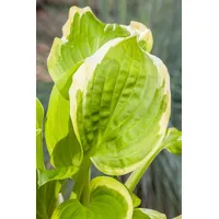 Pflanzen Für Dich Hosta X Cult. Shade Fanfare Ca.