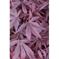 Pflanzen-für-dich.de Acer palmatum Shaina Japanischer Ahorn Kompakt 60–80 cm