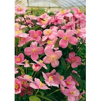 Pflanzen-für-dich.de Clematis montana Mayleen Berg-Waldrebe Rosa 60–100 cm