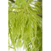 Pflanzen Für Dich Acer palmatum 'Dissectum', Japanischer Ahorn, filigran,