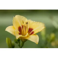 Pflanzen Für Dich Hemerocallis X Cult. Little Cadet Taglilie