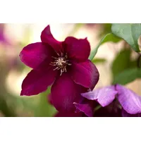 Pflanzen-für-dich.de Clematis Hybride Rouge Cardinal' Waldrebe Rot 60–100 cm