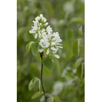 Pflanzen-für-dich.de Amelanchier alnifolia Smoky Felsenbirne 100–125 Cm Süße Früchte