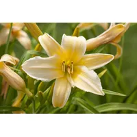 Pflanzen Für Dich Hemerocallis X Cult. Frances Fay Taglilie