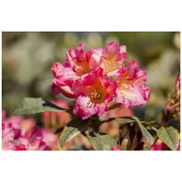 Pflanzen Für Dich Rhododendron yakushimanum 'Barbarella', rosa Blüten, 30–40