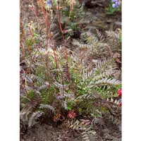 Pflanzen Für Dich Polemonium yezoense 'Purple Rain', Gen ca.
